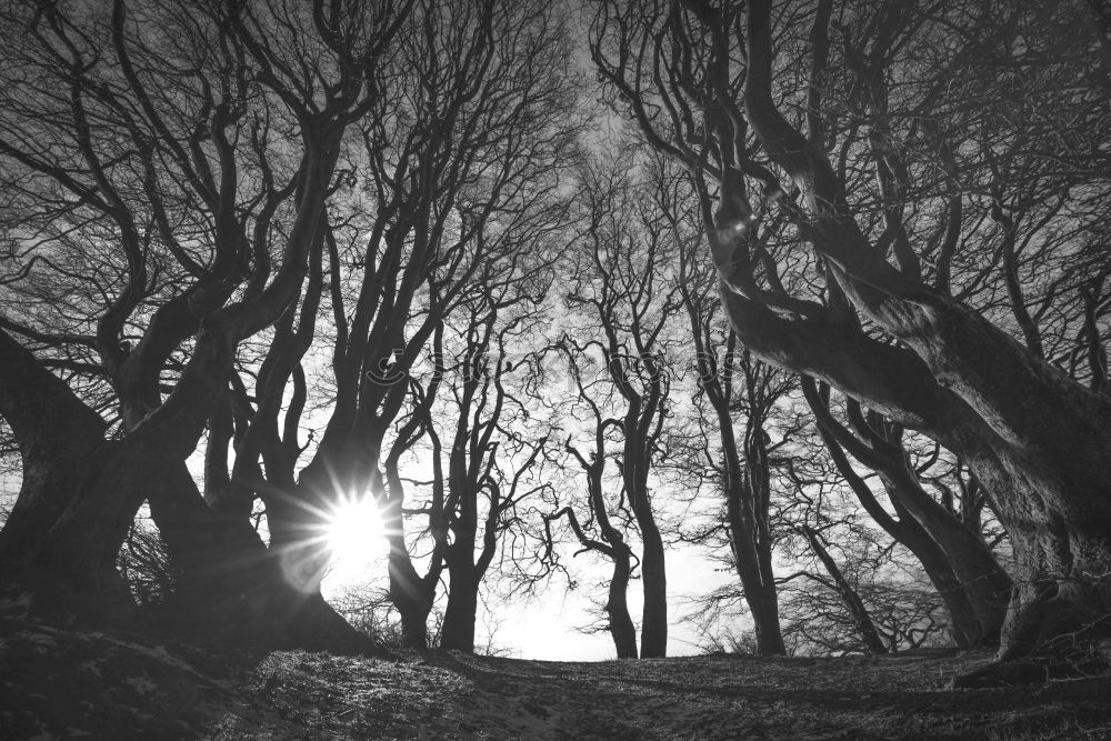 Similar – Ghost forest in Nienhagen IV