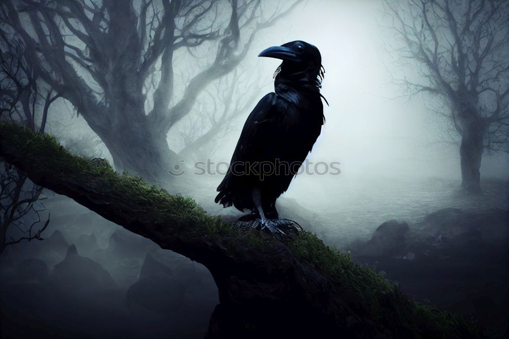 Similar – Image, Stock Photo A raven… Bird Black Crow