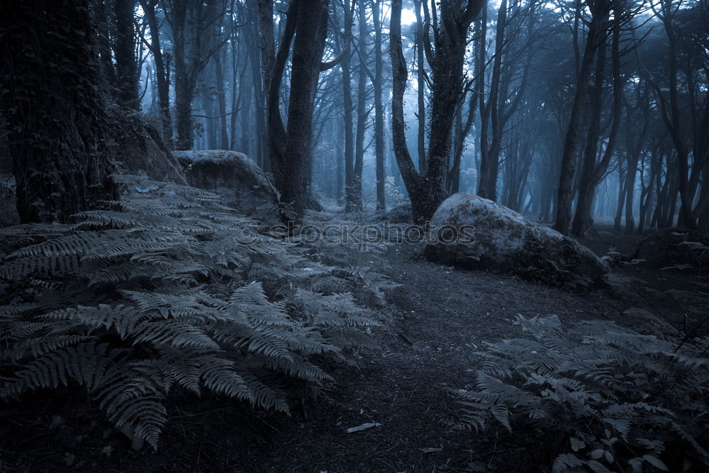 Similar – Foto Bild Märchenwald Wald