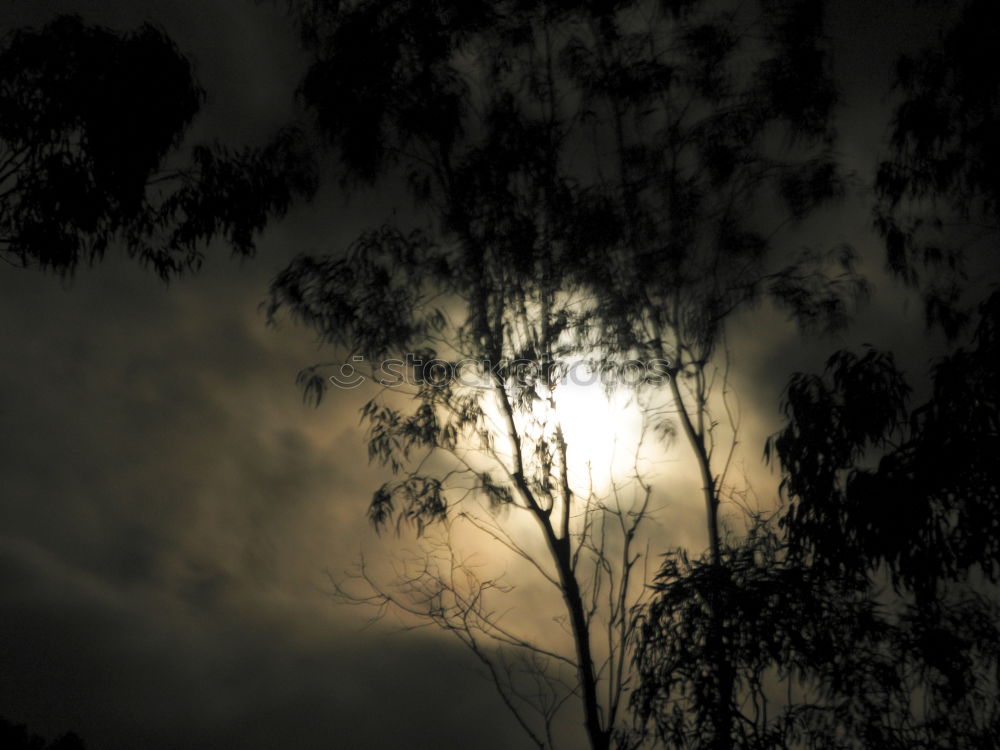 Similar – Image, Stock Photo summer night Night