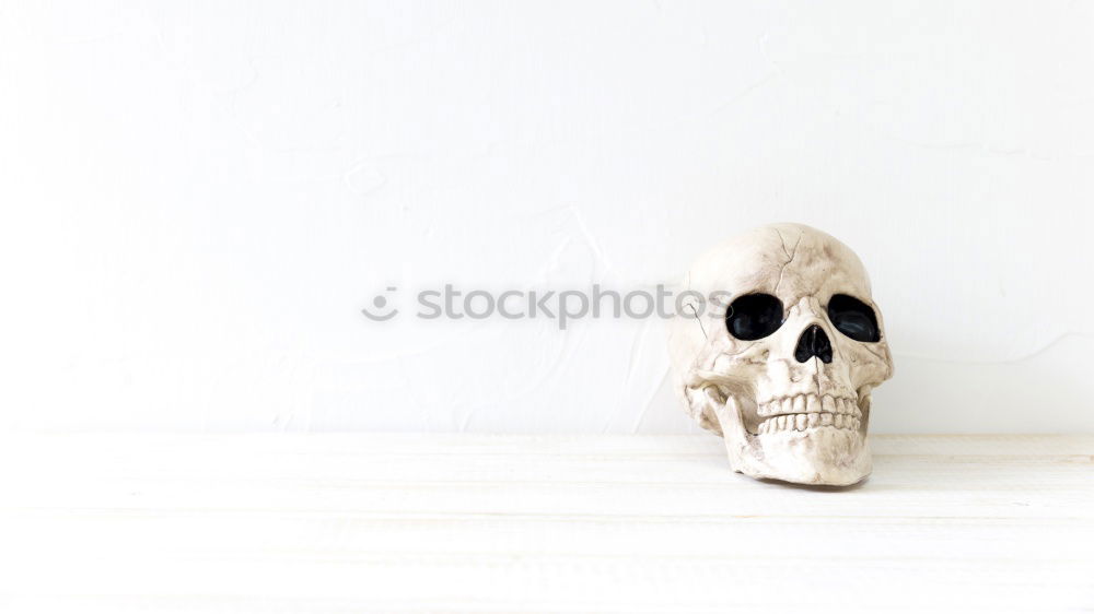 Similar – Image, Stock Photo Wild animal skull over an old window