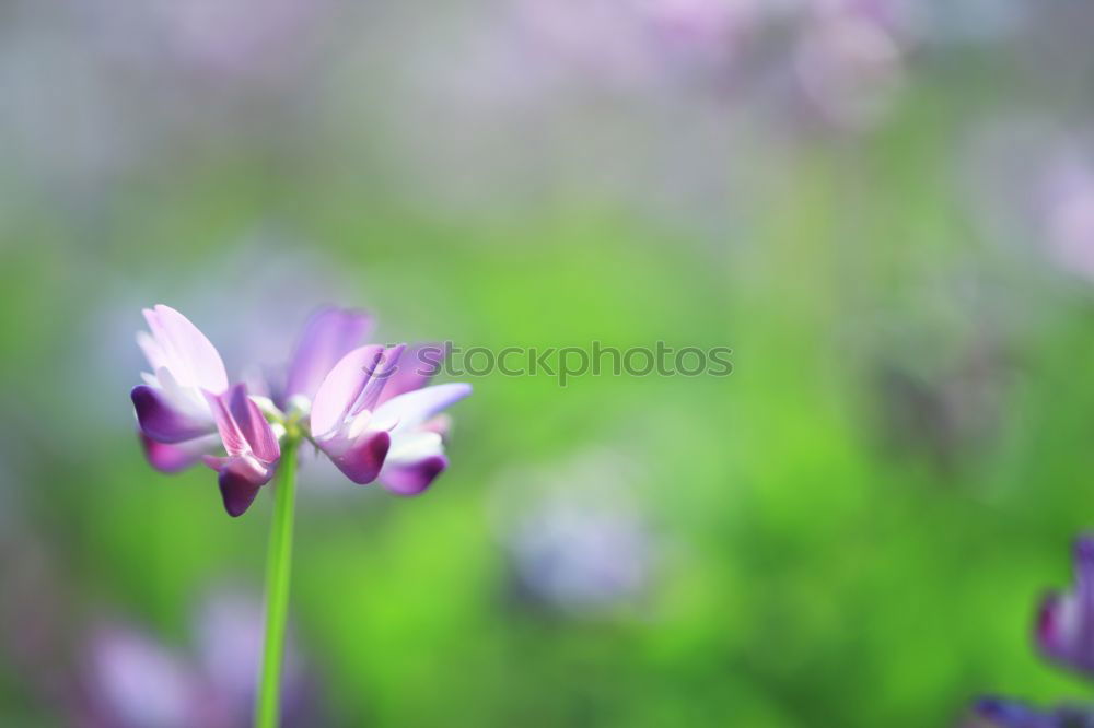 Similar – cocks Nature Plant Spring