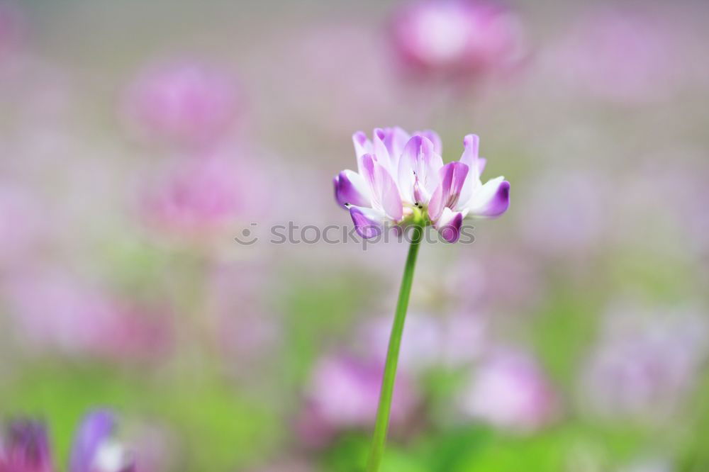 Similar – Foto Bild Kleeblüte Umwelt Natur