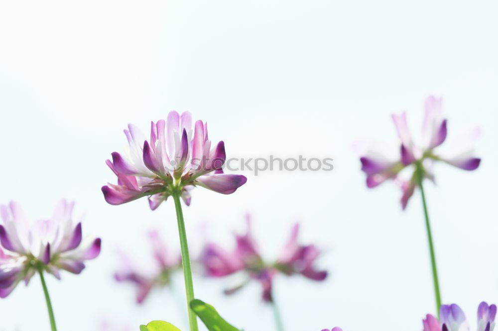 Similar – cuckooflower; cardamine, pratensis; meadow flower