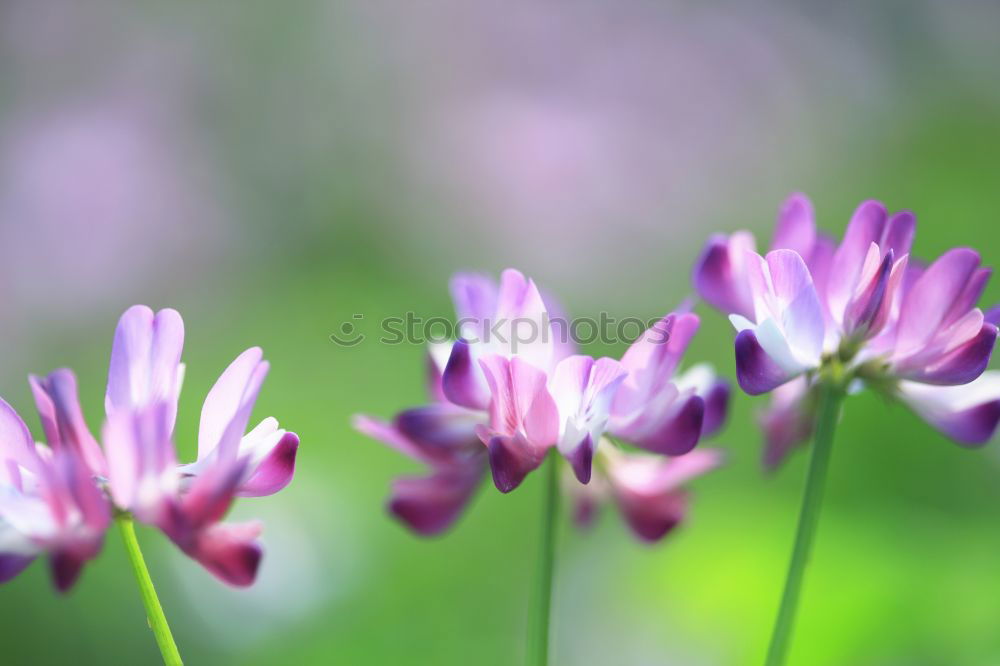 Similar – Image, Stock Photo blossoms Green Leaf Flower