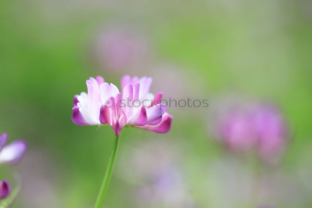 Similar – Foto Bild Kleeblüte Umwelt Natur