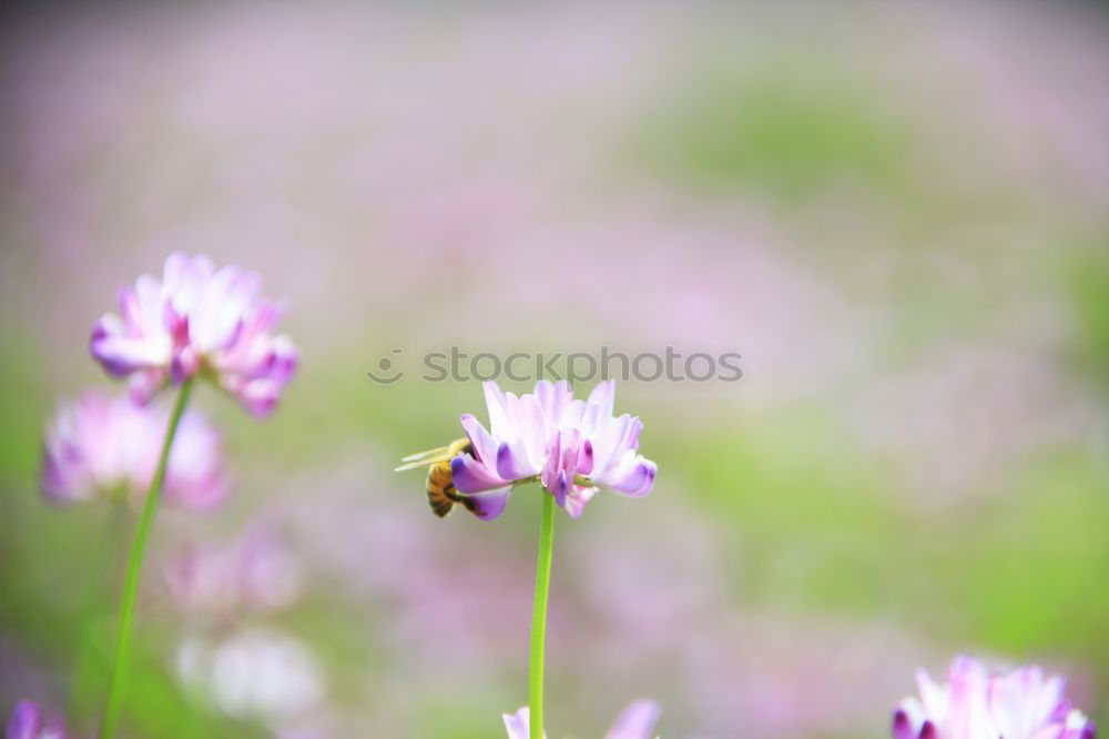 Similar – Bee with blossom Nature