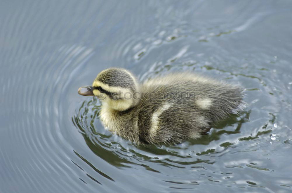 Similar – Image, Stock Photo Fledgling Chick Duck Bird