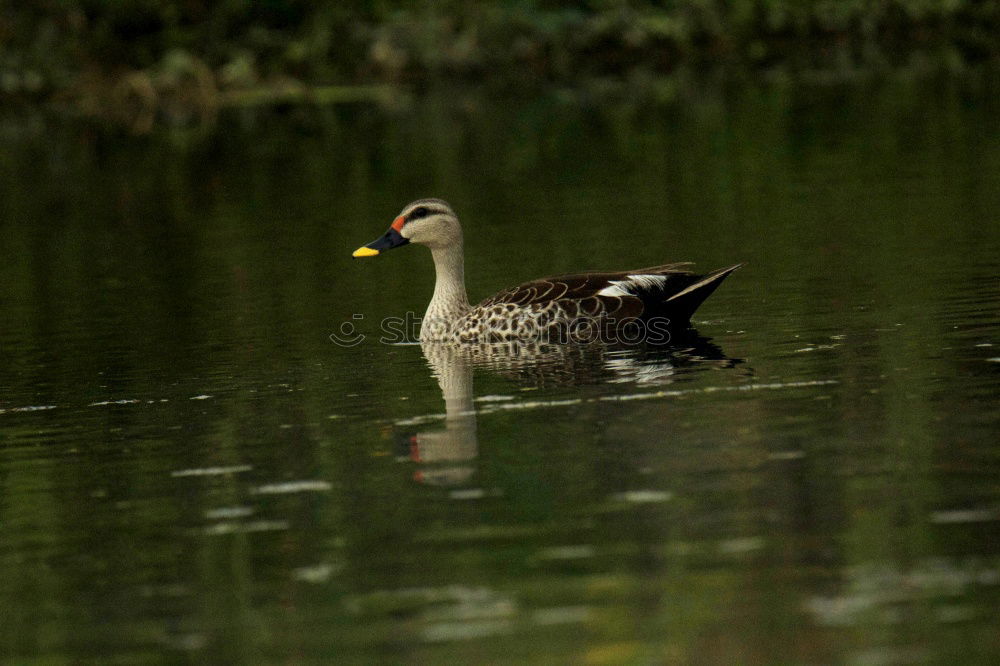 Similar – Foto Bild Erste Gehversuche Umwelt