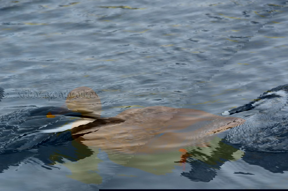 Similar – Image, Stock Photo ladies’ choice Duck Bridge