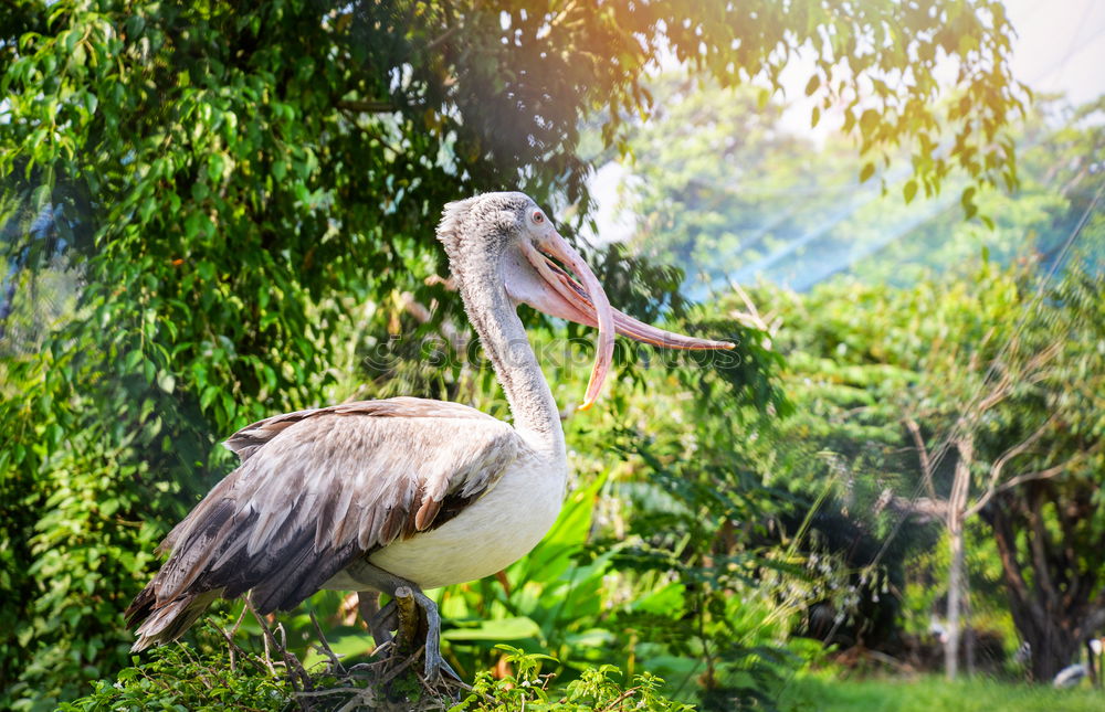 Similar – Image, Stock Photo Strange birds