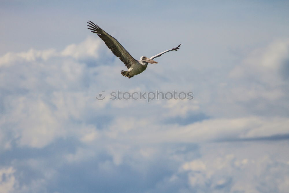 Similar – Image, Stock Photo ” Attention ” Landing. Two pelicans flying over the water. Below you can see other pelicans with their heads. My favorite birds on approach.