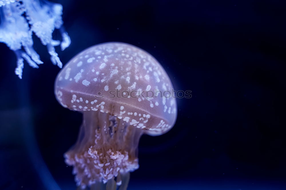 Similar – Image, Stock Photo Floating Jellyfish