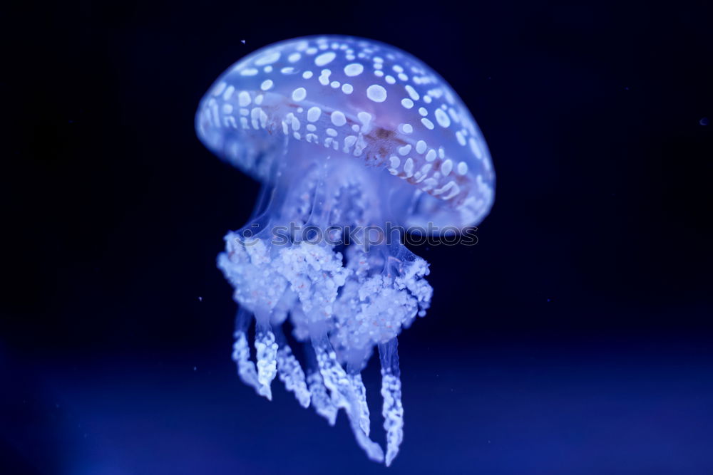 Similar – Jellyfish 2 Ocean Tentacle