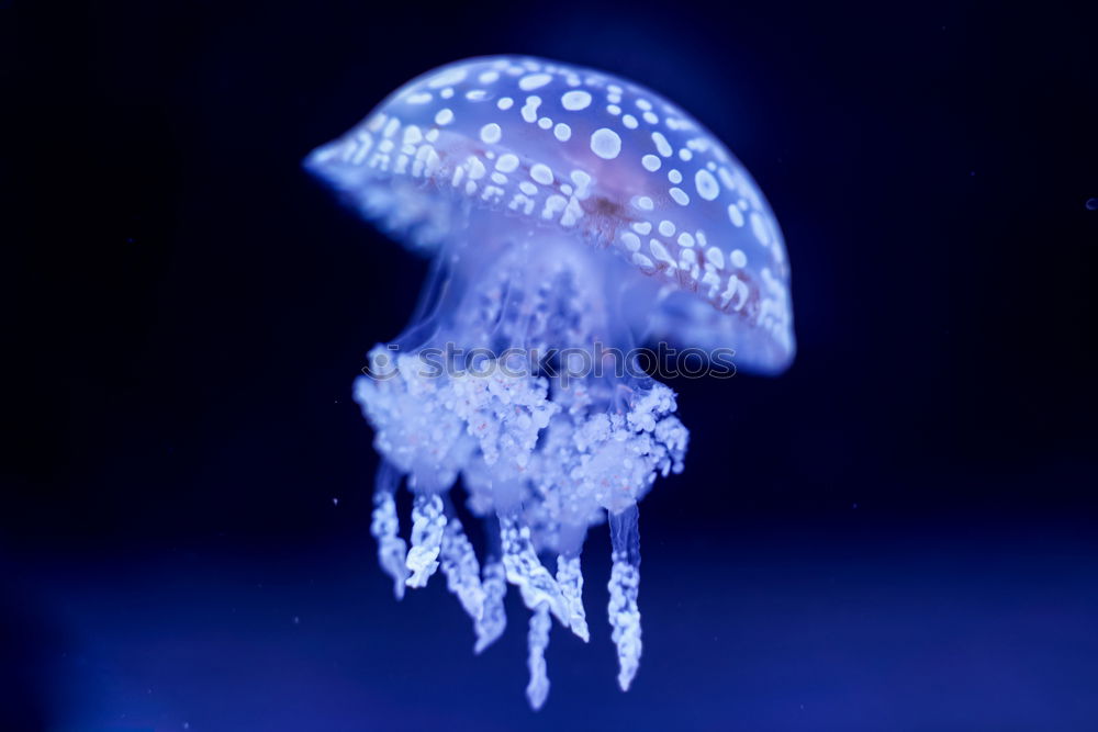 Similar – Image, Stock Photo Floating Jellyfish