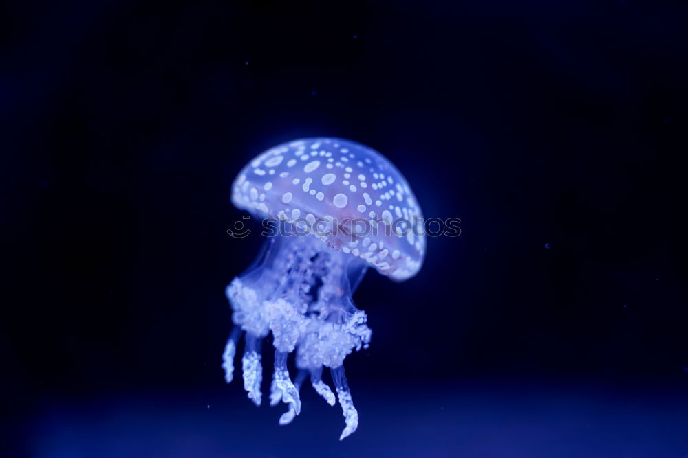 Similar – Jellyfish 2 Ocean Tentacle