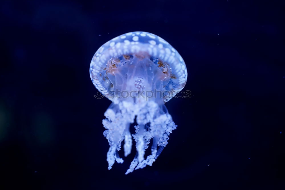 Similar – Jellyfish 2 Ocean Tentacle