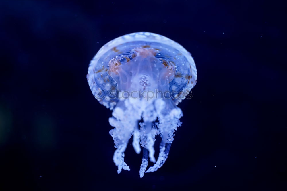 Similar – Image, Stock Photo Underwater locomotion