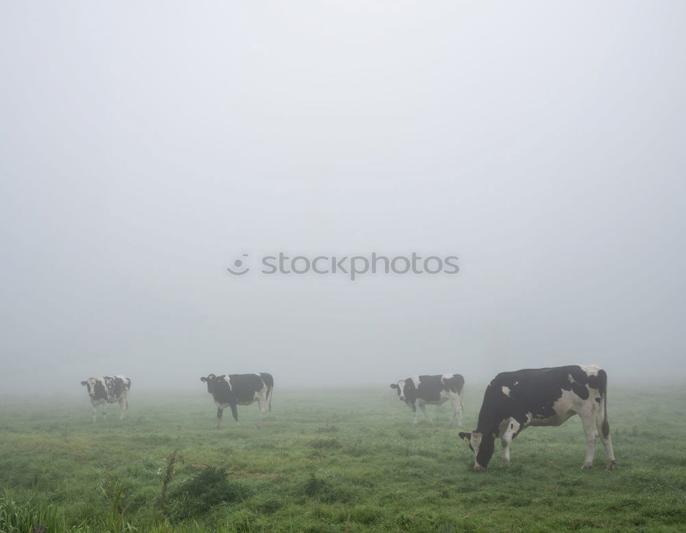 Similar – Image, Stock Photo cowboys Organic produce