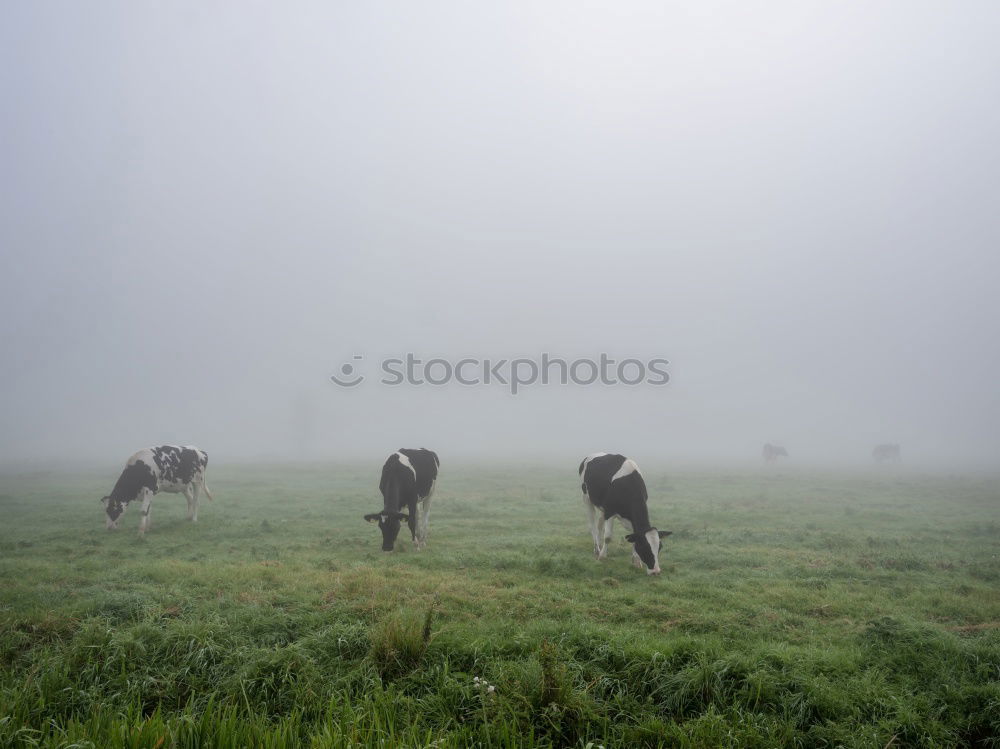 Similar – Fleeing sheep Farm animal