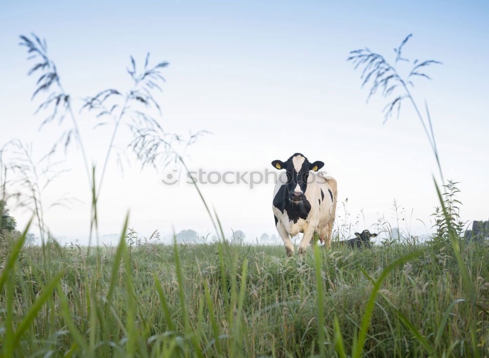 Similar – Image, Stock Photo You cow? Vacation & Travel