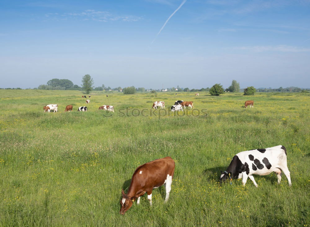 Similar – cow pasture Landscape Sky