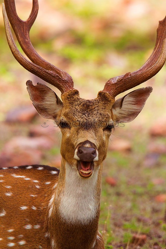 Similar – Image, Stock Photo Statue of white deer on middle finger