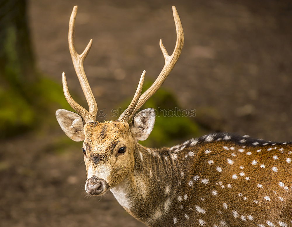 Similar – portrait of a fallow deer stag