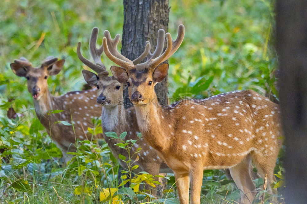 Similar – anschmiegsam Natur