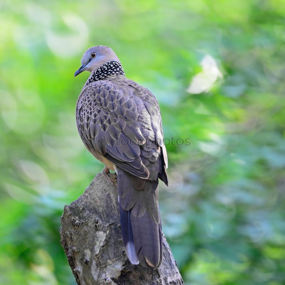 Similar – Image, Stock Photo Northern Goshawk