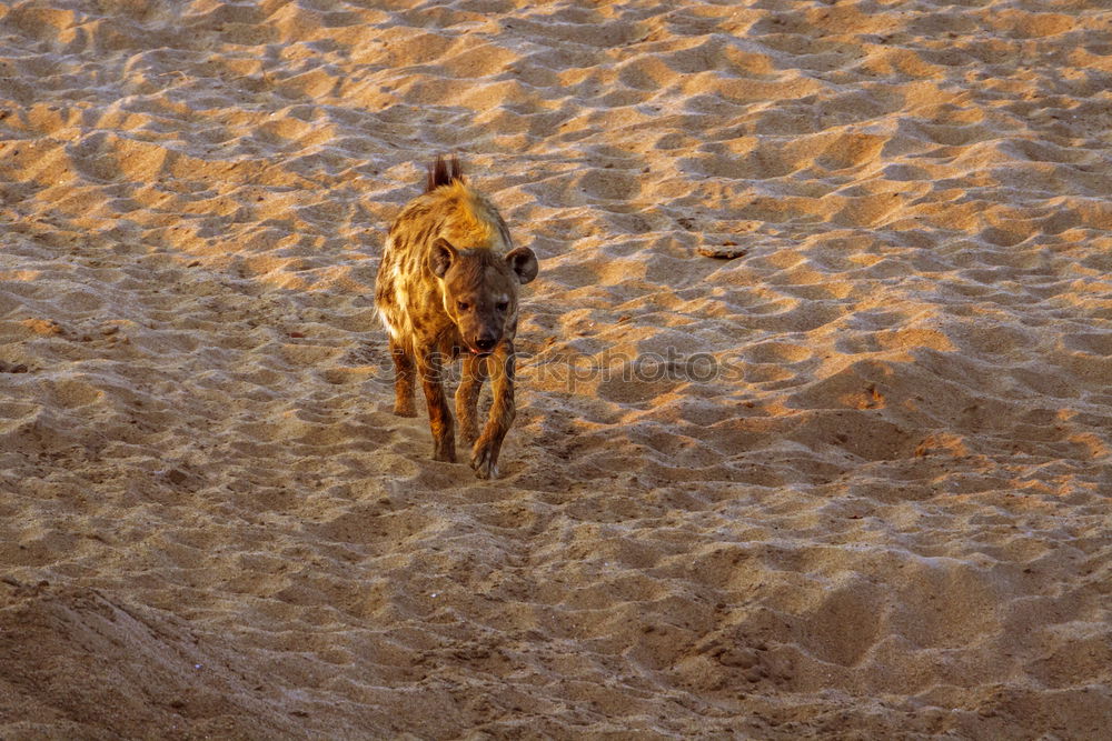 Similar – Funny dog on beach Dog