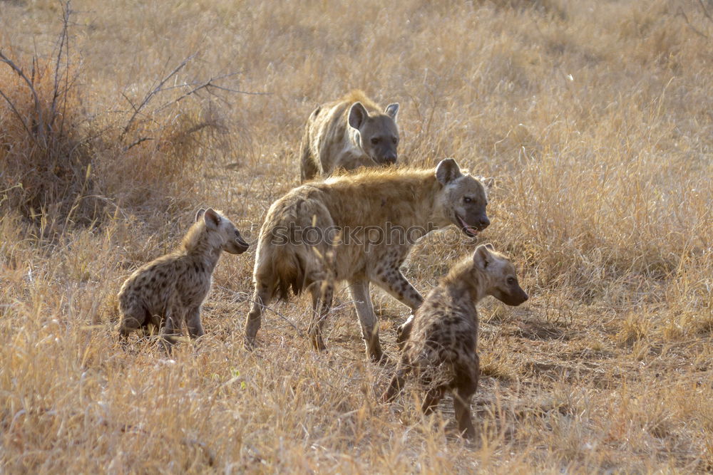 Similar – Springbok Herd Animal