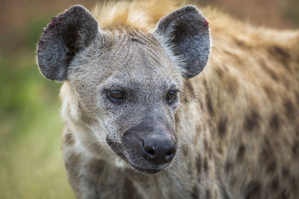 Similar – Image, Stock Photo stag’s eye Nature Animal