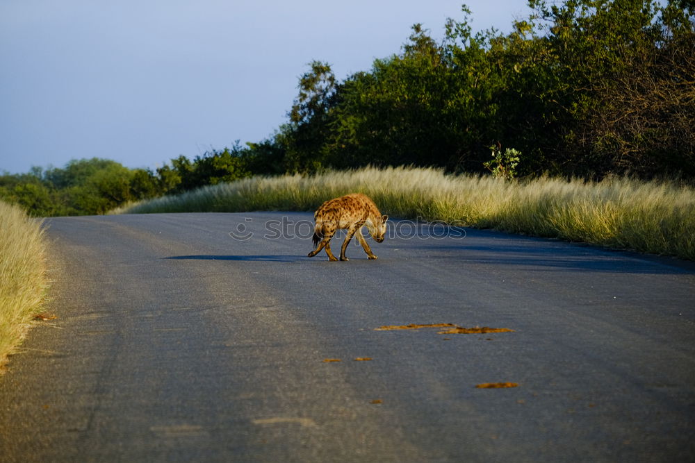 Attention: There is no deer crossing here!