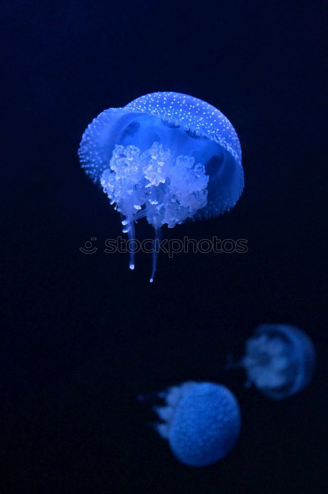 Similar – Jellyfish 2 Ocean Tentacle