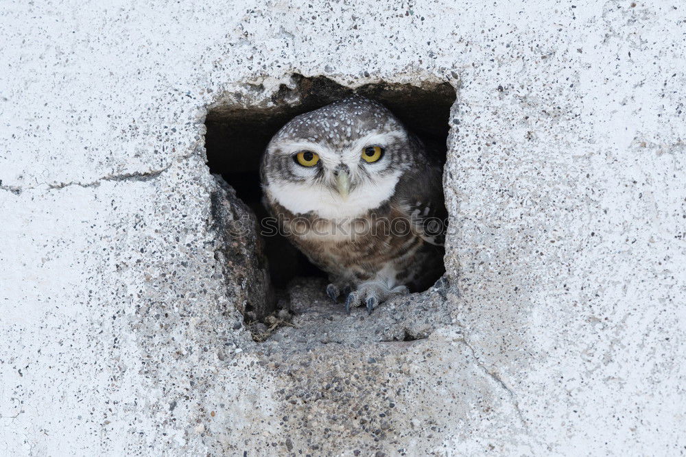 Image, Stock Photo little owl hiding in cement pillar