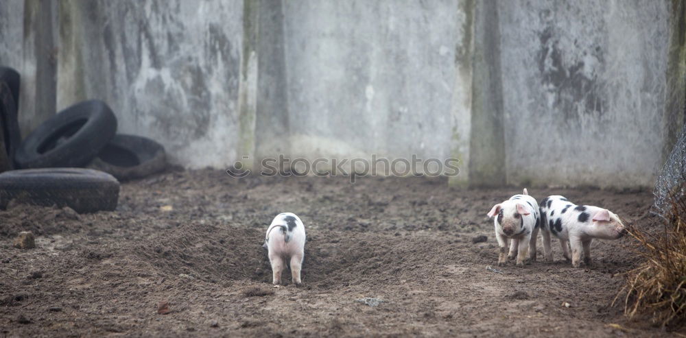 Similar – pig Manure heap Odor