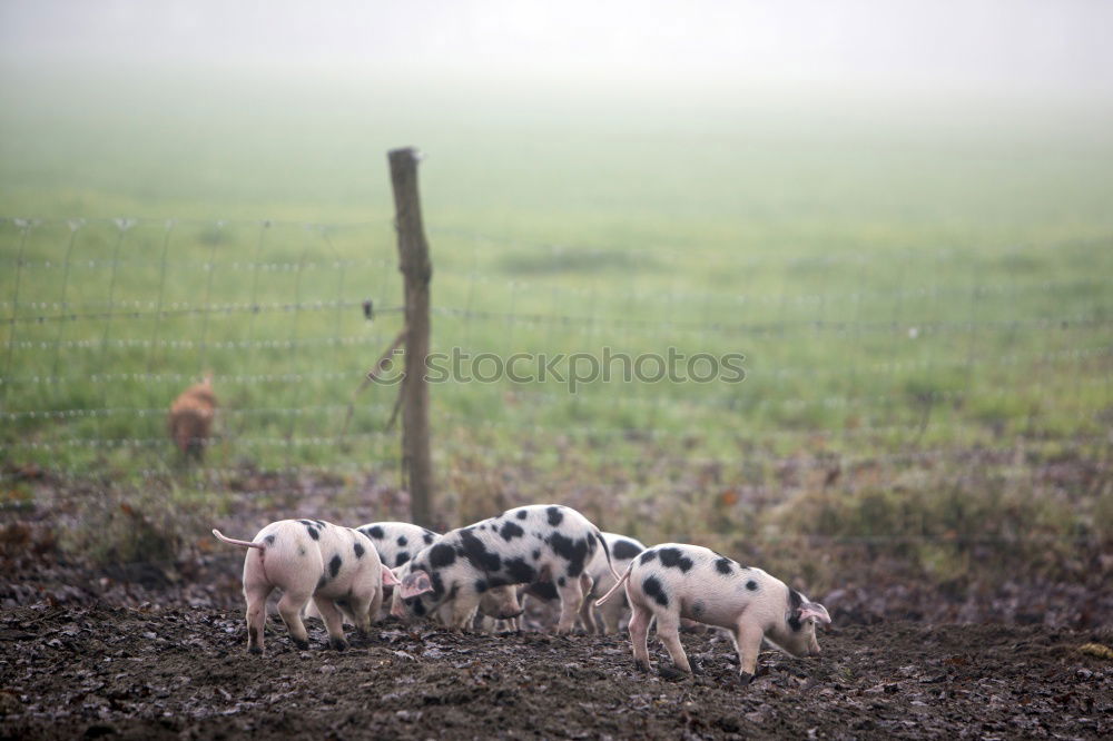 Similar – Image, Stock Photo striping II Agriculture