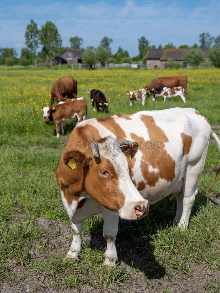 Similar – Foto Bild Kühe Kuh Rind Wiese Gras