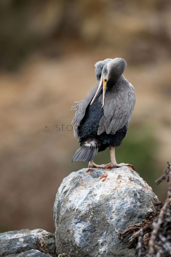 Similar – Image, Stock Photo What weird bird are you?