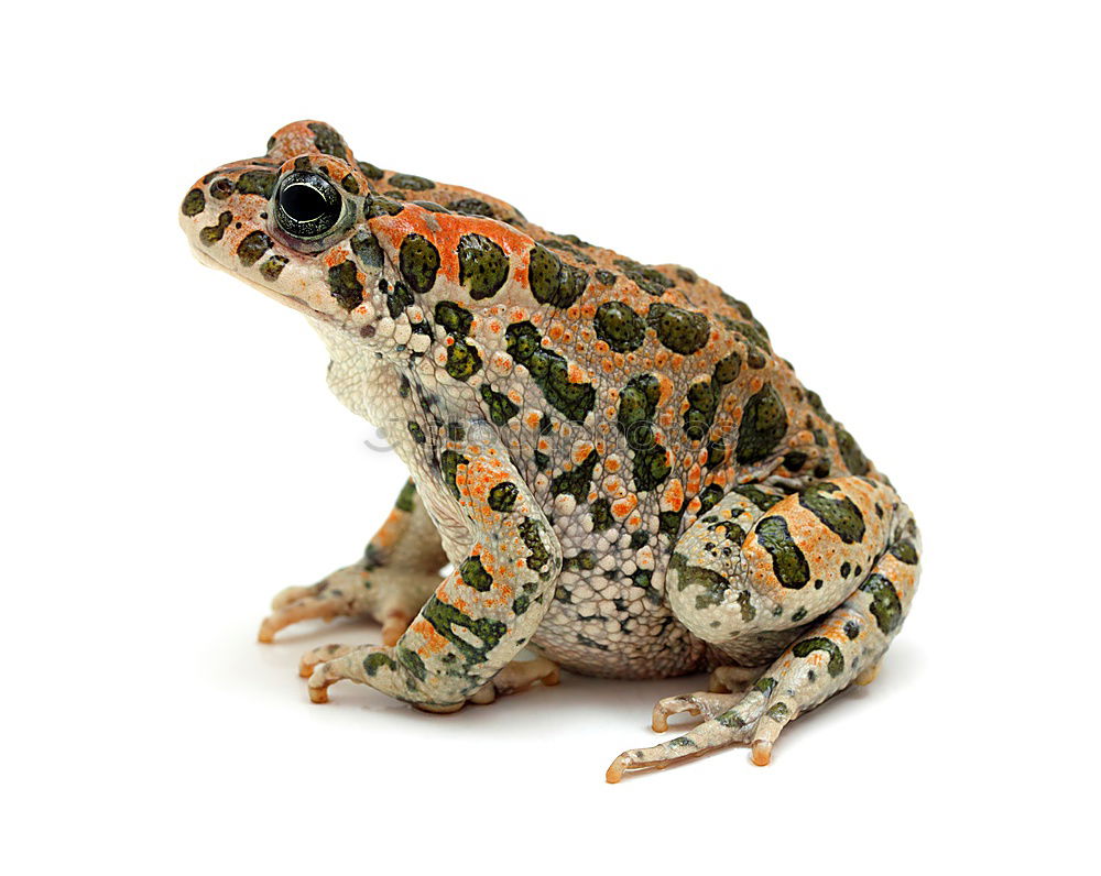 Similar – full length image of colorful marsh frog