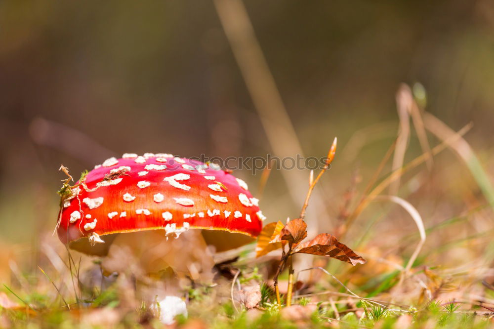 Similar – Foto Bild Glückspilz Pilz