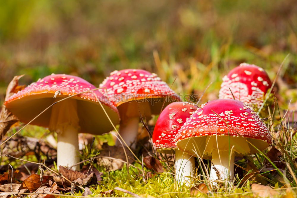 Similar – three Little Red Riding Hoods in a green forest meadow