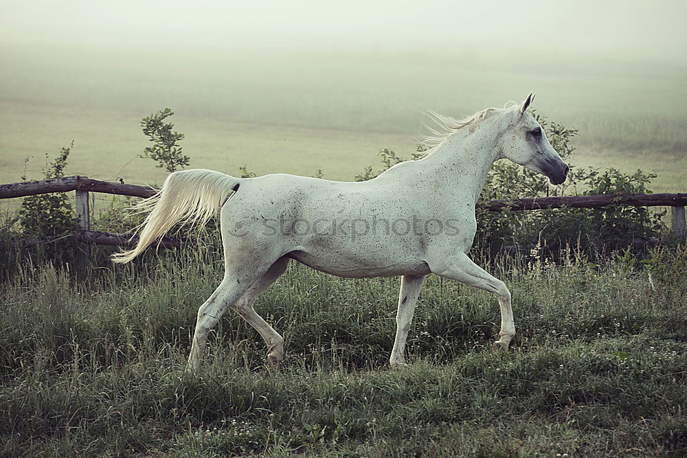 Image, Stock Photo Recently in the Ghost Forest