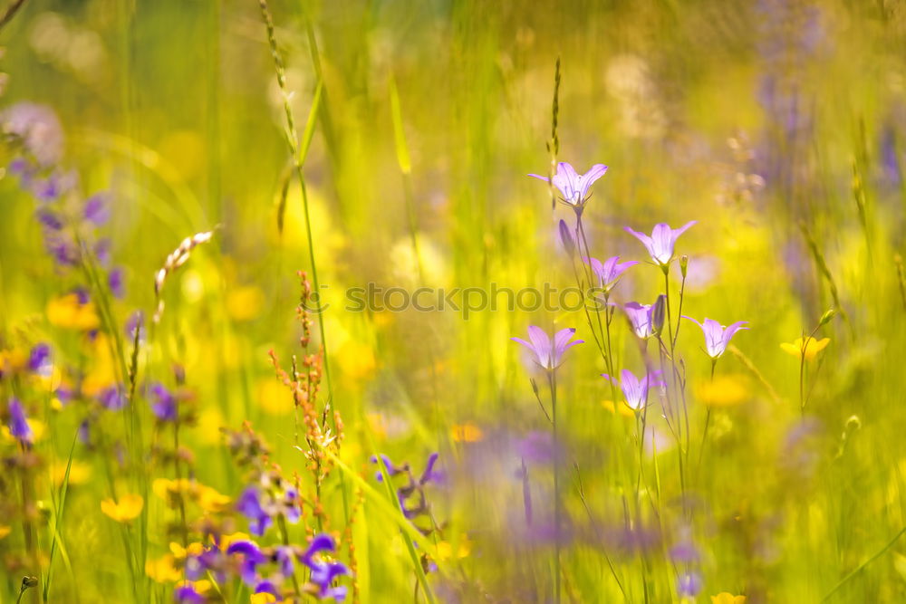 Similar – Image, Stock Photo Starwort (Stellaria)