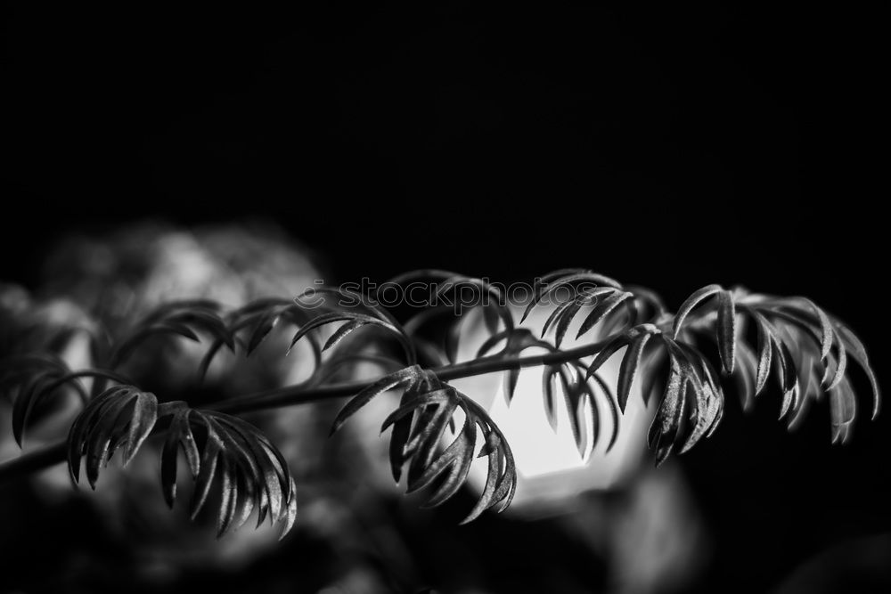 Similar – Image, Stock Photo Dry Hydrangea paniculata