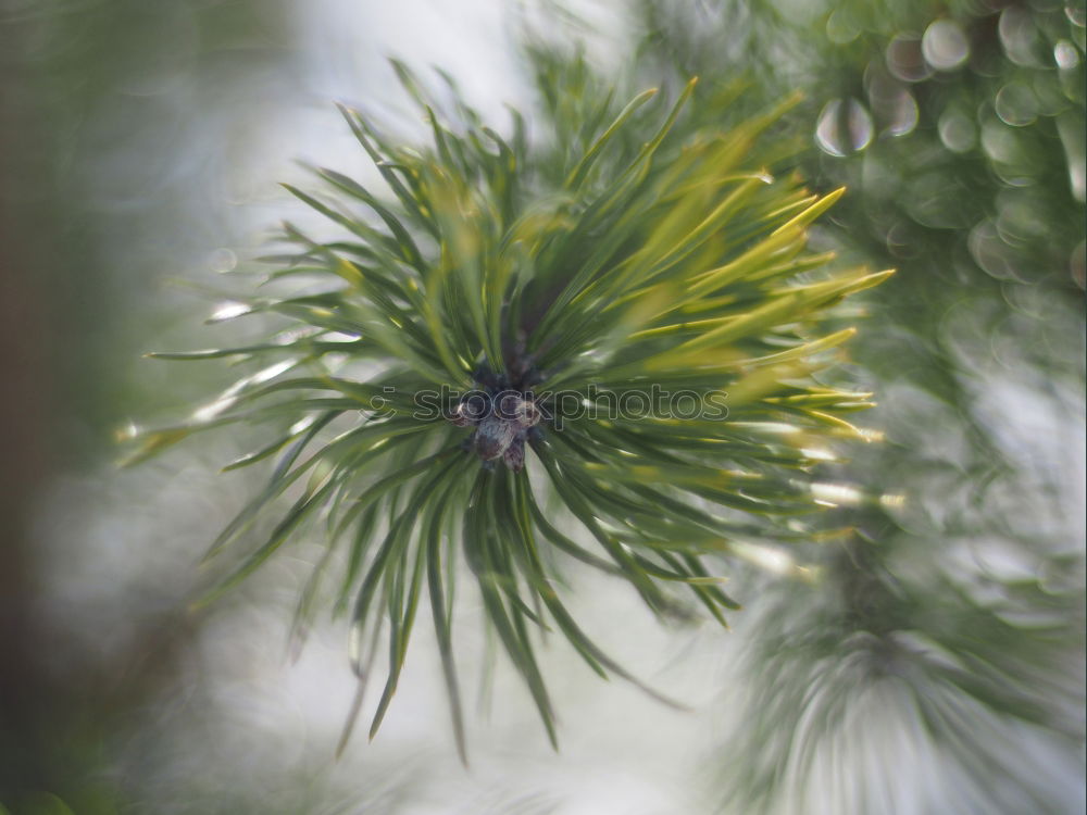 Similar – fern curl Nature Plant