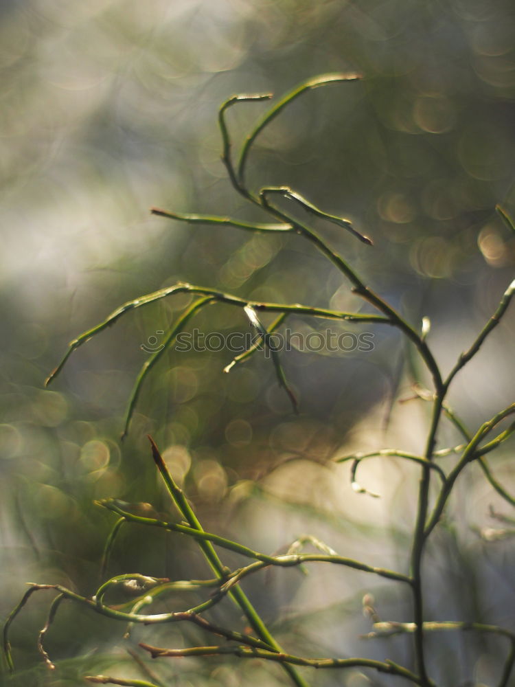 Similar – Image, Stock Photo Fern on moss carpet