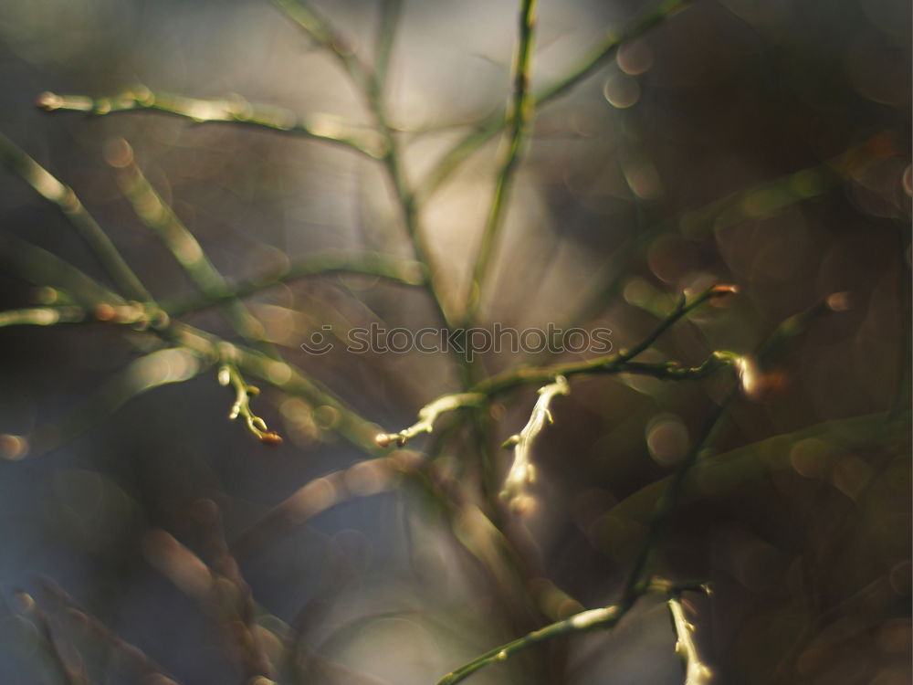 Similar – Image, Stock Photo meadow Meadow Spring