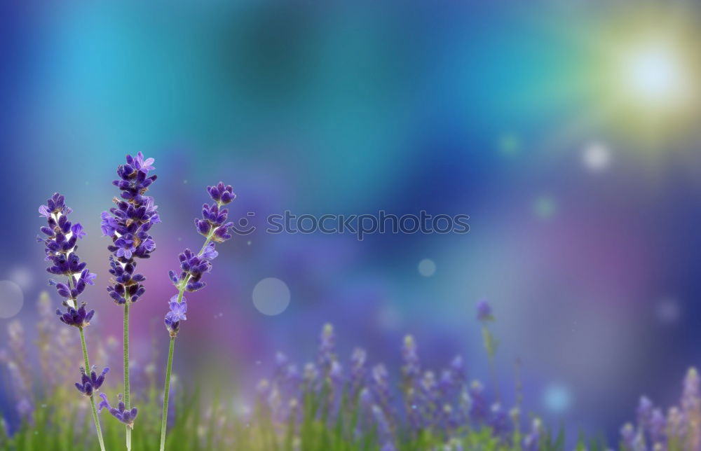 Similar – Image, Stock Photo violet summer Lavender